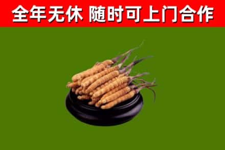 南靖回收散虫草