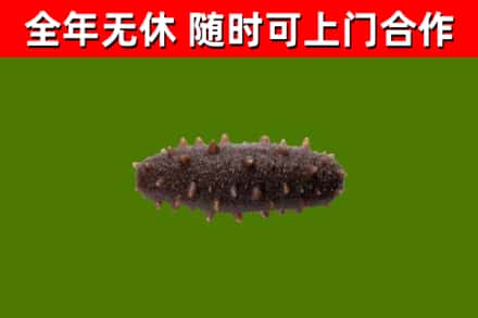 南靖回收海参干